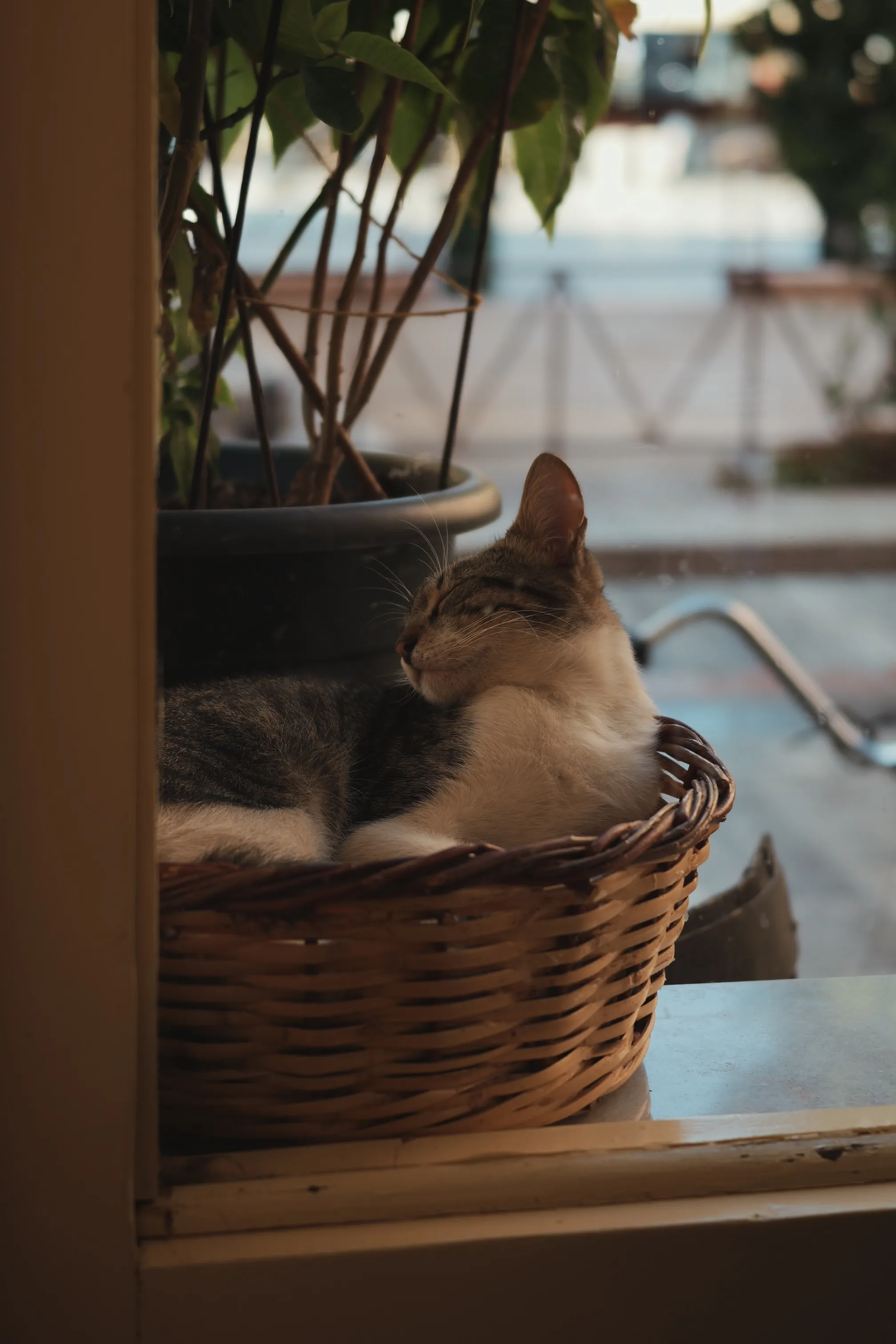 籠の中で眠る猫